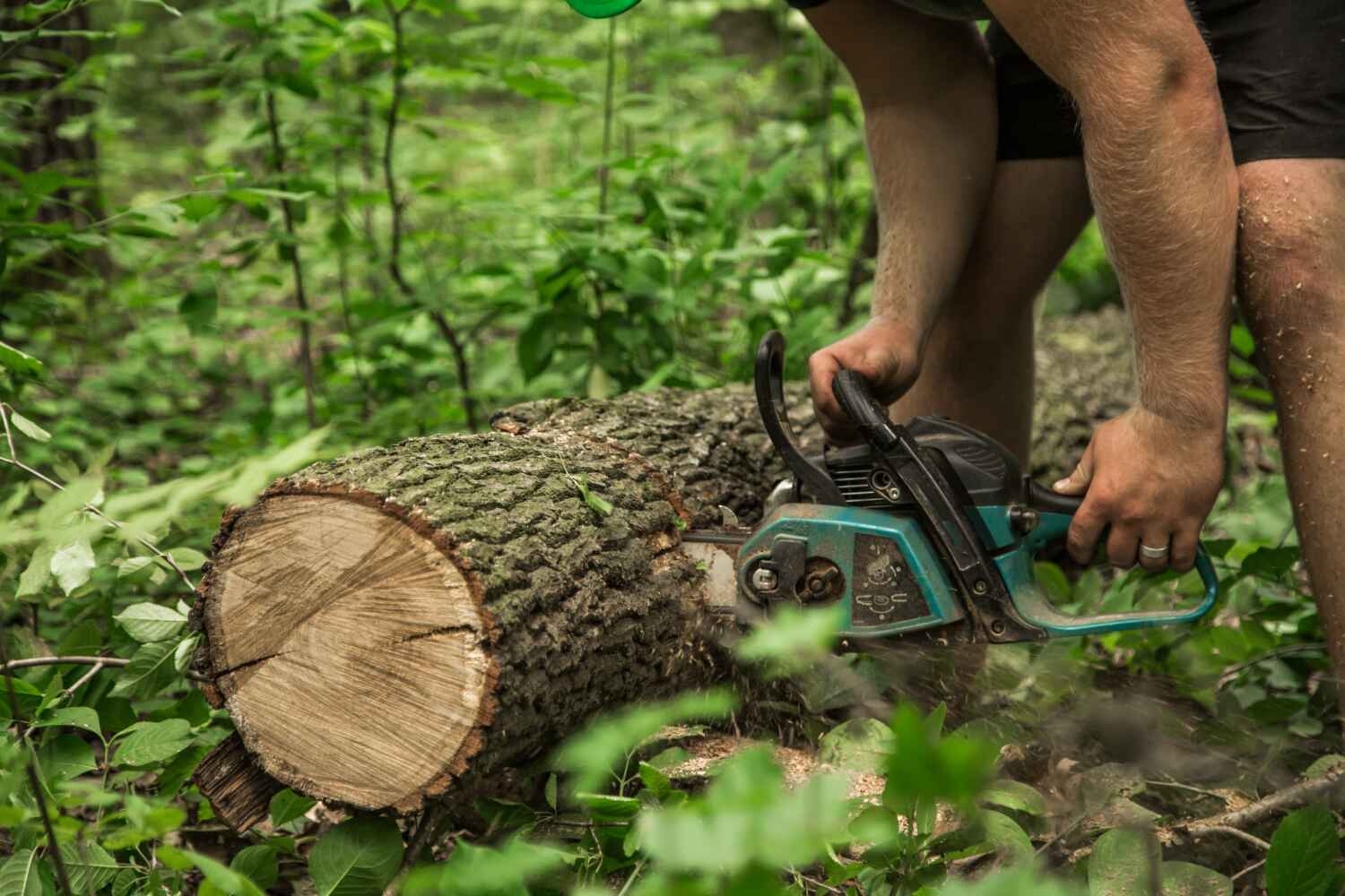 Best Best Tree Removal Services  in Downers Grove, IL